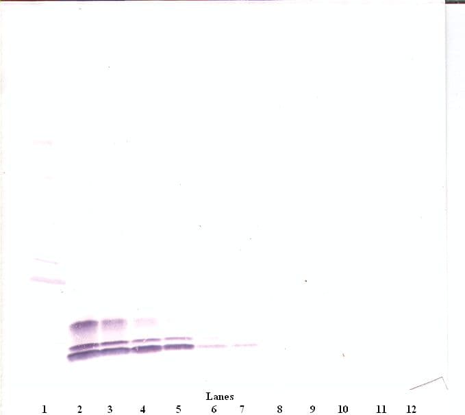 CCL3 / MIP-1-Alpha Antibody