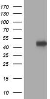 PRKAR1B Antibody (clone OTI1B4)