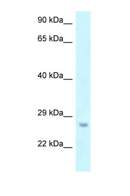 OSTF1 / OSF Antibody (aa43-92)