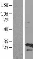 RPL19 / Ribosomal Protein L19 (Over-Expression Lysate Myc-DDK (Flag))