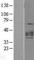 CXCR2 Protein (Over-Expression Lysate Myc-DDK (Flag))