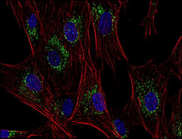 PathPlus™ CD63 Antibody (clone MEM-259)