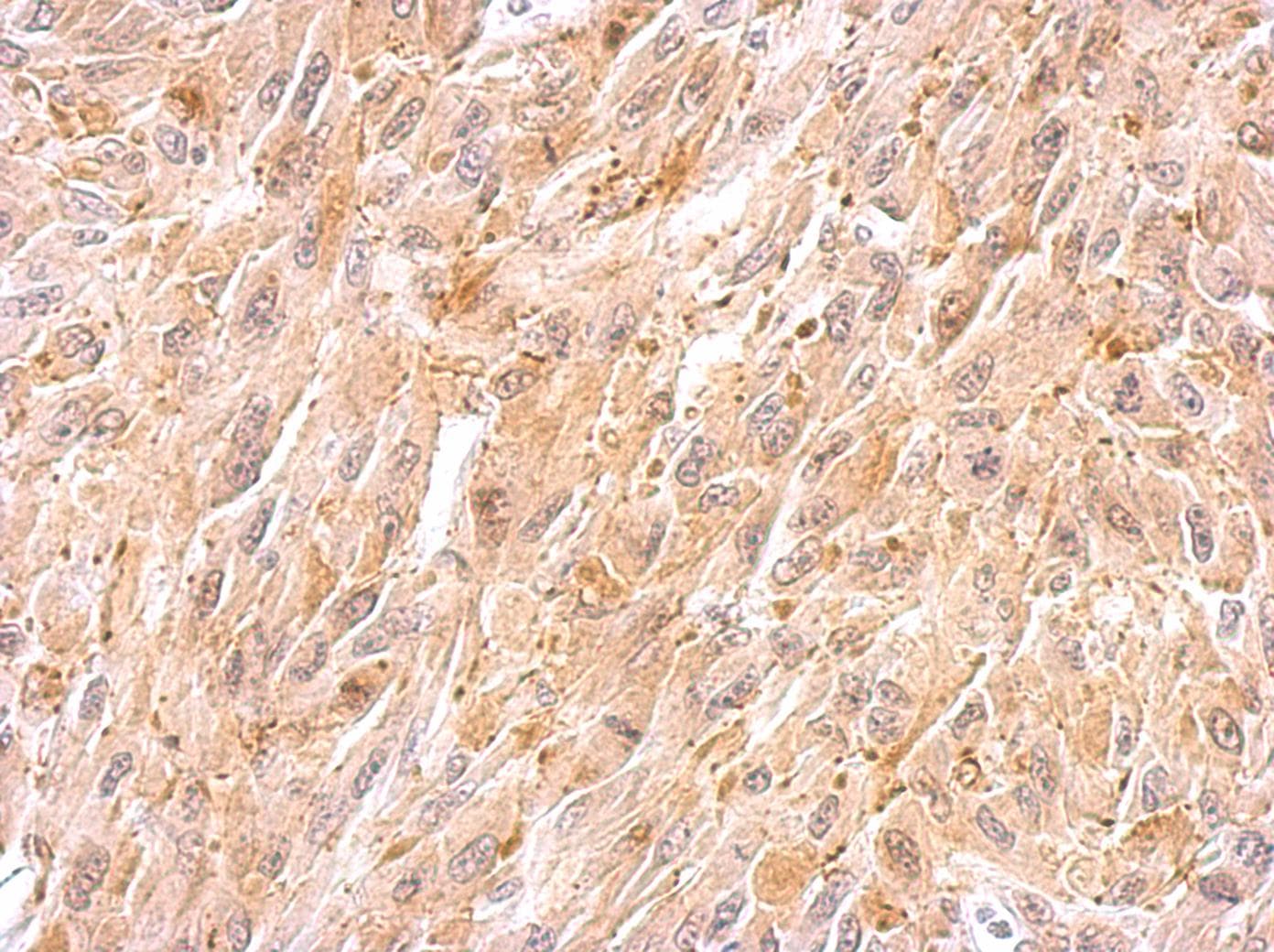 BCL2L12 Antibody (aa210-334)