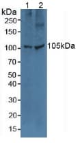 TLR5 Antibody (aa46-205)