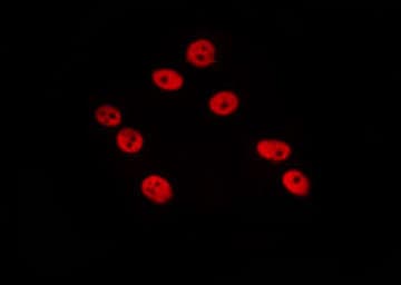 Histone H4 Antibody