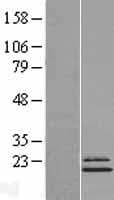 NDUFS4 Protein (Over-Expression Lysate Myc-DDK (Flag))
