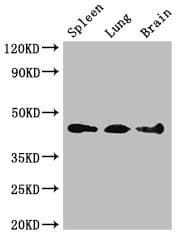 NCF1 / p47phox / p47 phox Antibody