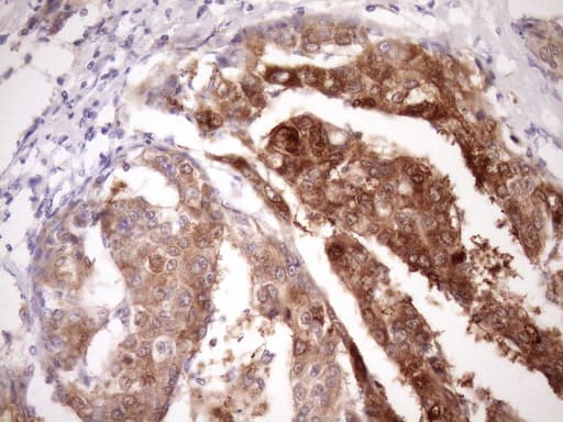 PIN4 Antibody (clone OTI7H2)