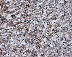NME4 Antibody (clone OTI1A5)