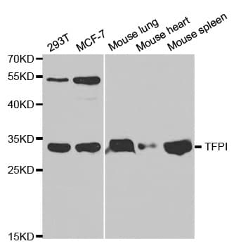 IHC-plus™ TFPI / LACI Antibody
