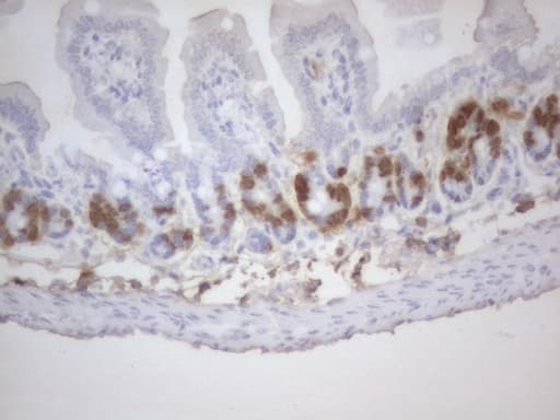 Monoclonal Rat BrdU Antibody (clone 5E6, IHC)
