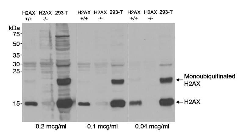 H2AFX / H2AX Antibody (C-Terminus)