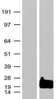 RAC3 Protein (Over-Expression Lysate Myc-DDK (Flag))