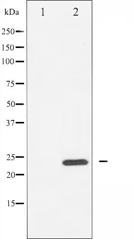 RHOA Antibody