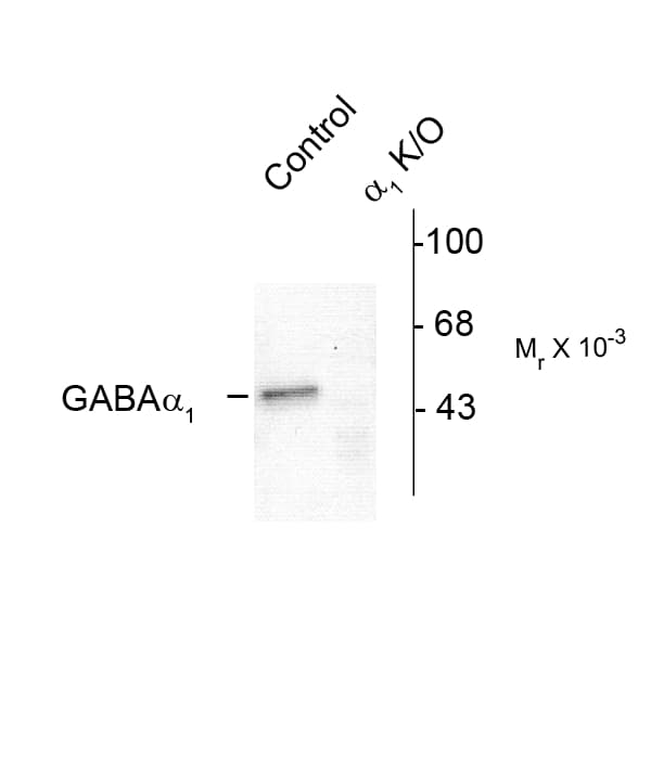 Polyclonal Rabbit anti-Rat GABRA1 Antibody (N-Terminus, WB)