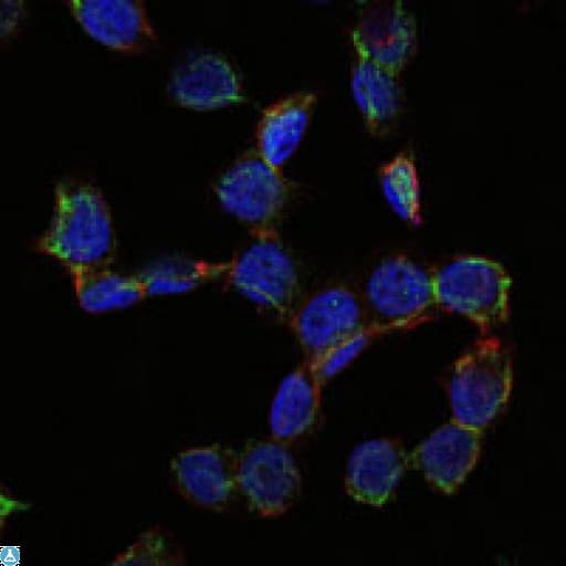 CD105 Antibody