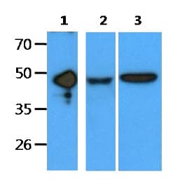 EDAR Antibody (clone AT19E8)
