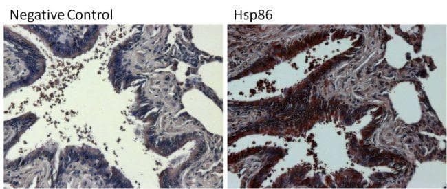 Polyclonal Goat Anti-Rabbit IgG Secondary Antibody (HRP, IHC, IF, WB)