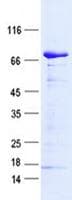 Human CREBZF / Zhangfei Protein (Recombinant GST, N-terminus + His, C-terminus)
