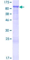 Human ARHGAP24 Protein (Recombinant GST)