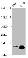 HIST1H2BN Antibody