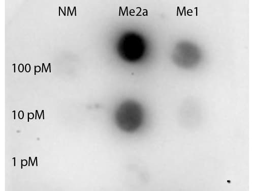 STAT3 Antibody (Asym-Me2-Arg31)