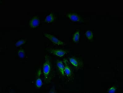 IHC-plus™ NDUFA1 Antibody