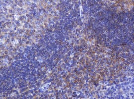 FNDC4 Antibody (clone OTI1B7)