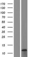 PIGY Protein (Over-Expression Lysate Myc-DDK (Flag))