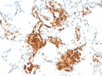 GYPA / CD235a / Glycophorin A Antibody (clone SPM599)