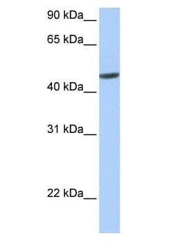 ANKRD65 Antibody (aa1-50)