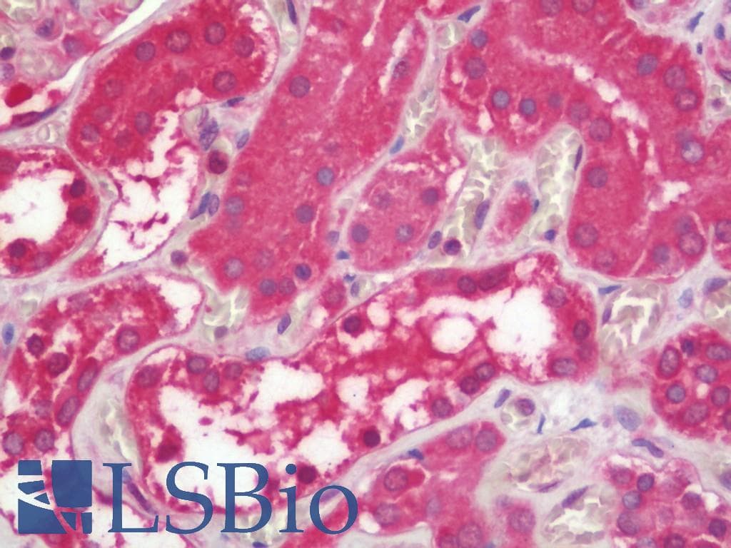 IHC-plus™ IDS / Iduronate 2 Sulfatase Antibody (clone 3B4)