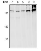 ARHGEF12 Antibody