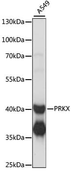 Polyclonal Rabbit anti-Human PRKX Antibody (WB)
