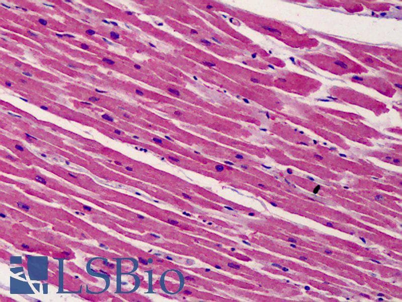 IHC-plus™ BID Antibody