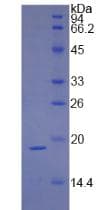 Guinea pig IFN Gamma / Interferon Gamma Protein (Recombinant His,N-terminus)