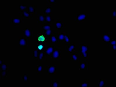 HIST1H3A Antibody