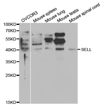 SELL / L-Selectin / CD62L Antibody