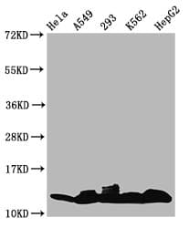Polyclonal Rabbit anti-Human HIST1H4I Antibody (IF, WB)