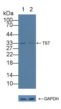Rhodanese / TST Antibody (aa2-297)