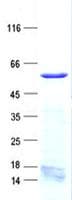 Human ELL3 Protein (Recombinant His, N-Terminal)