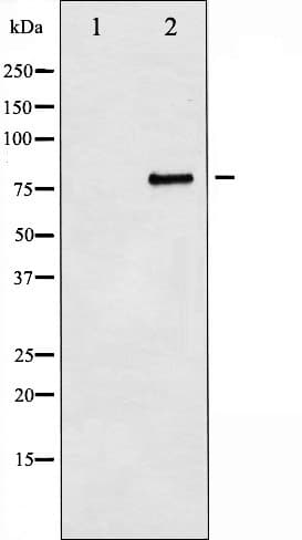 MYB / c-Myb Antibody