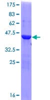 Human OSBPL1A / ORP1 Protein (Recombinant GST)