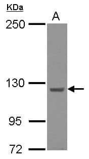 KIAA0196 Antibody (C-Terminus)