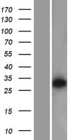 DDAH2 Protein (Over-Expression Lysate Myc-DDK (Flag))