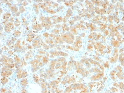 Recombinant Monoclonal Rabbit anti-Human GP2 Antibody (clone GP2/2569R, aa35-179, IHC)
