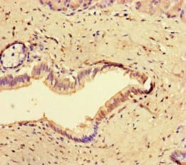 CCNO / UNG2 Antibody