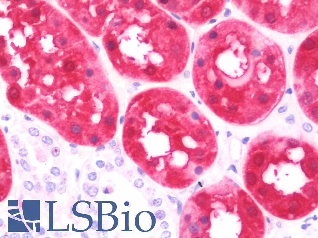 IHC-plus™ ASS1 / ASS Antibody (aa192-221)
