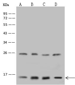 NDUFA13 / GRIM19 Antibody