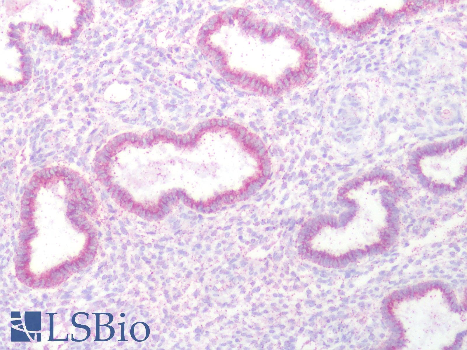 IHC-plus™ KIAA1324 / maba1 Antibody (N-Terminus)